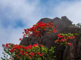 安徽黄山风景区:春日花朵绽放 带来缤纷色彩